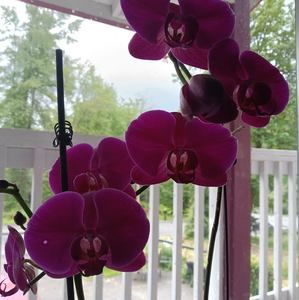 Meet your Posher, Denise